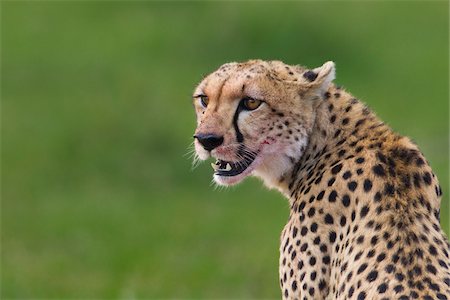 Cheetah, Masai Mara National Reserve, Kenya Stock Photo - Premium Royalty-Free, Code: 600-03814835