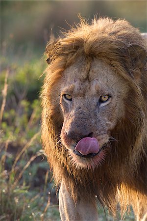 Male Lion, Masai Mara National Reserve, Kenya Foto de stock - Sin royalties Premium, Código: 600-03814837