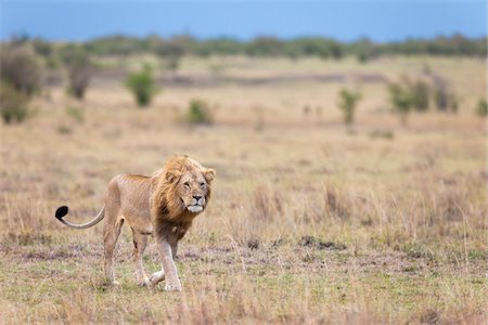 Male Lion, Masai Mara National Reserve, Kenya Stock Photo - Premium Royalty-Free, Code: 600-03814838