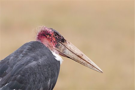 Marabou Stork, Masai Mara National Reserve, Kenya Stock Photo - Premium Royalty-Free, Code: 600-03814831