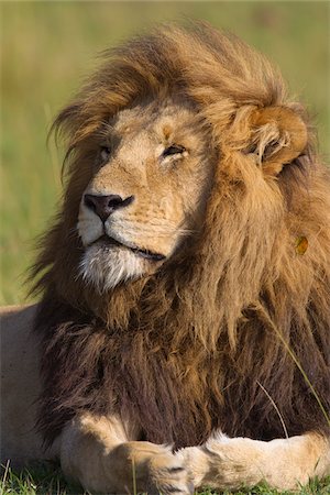 Portrait de Lion mâle, Masai Mara National Reserve, Kenya Photographie de stock - Premium Libres de Droits, Code: 600-03814844