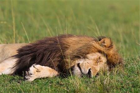 Male Lion Sleeping, Masai Mara National Reserve, Kenya Stock Photo - Premium Royalty-Free, Code: 600-03814845