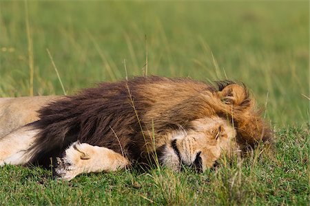 simsearch:600-06674852,k - Male Lion Sleeping, Masai Mara National Reserve, Kenya Foto de stock - Sin royalties Premium, Código: 600-03814845