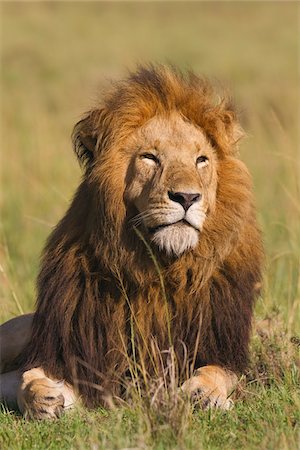 Portrait of Male Lion, Masai Mara National Reserve, Kenya Foto de stock - Sin royalties Premium, Código: 600-03814846