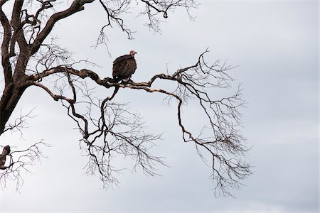 Hooded Vulture on Tree Branch, Masai Mara National Reserve, Kenya Stock Photo - Premium Royalty-Free, Code: 600-03814841