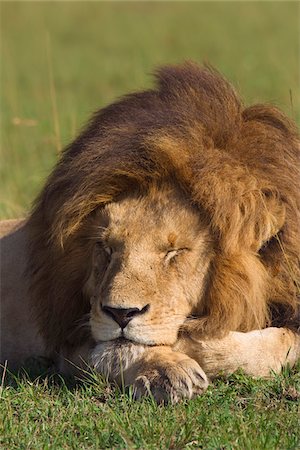 Male Lion Resting, Masai Mara National Reserve, Kenya Stock Photo - Premium Royalty-Free, Code: 600-03814843
