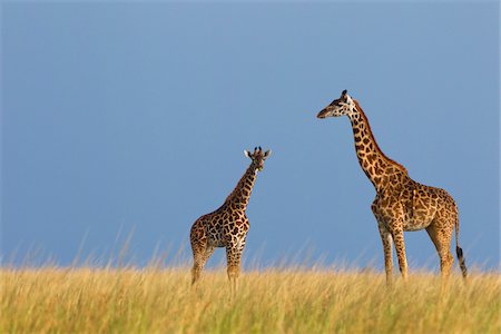 Masai Giraffe with Calf, Masai Mara National Reserve, Kenya Foto de stock - Sin royalties Premium, Código: 600-03814859