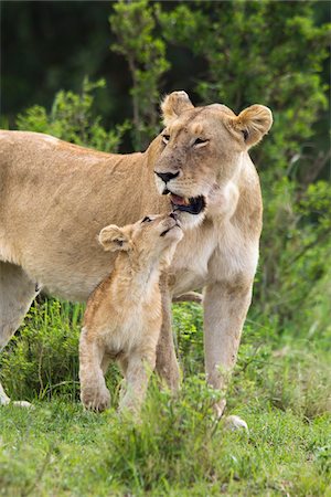 Lion with Cub, Masai Mara National Reserve, Kenya Stock Photo - Premium Royalty-Free, Code: 600-03814851