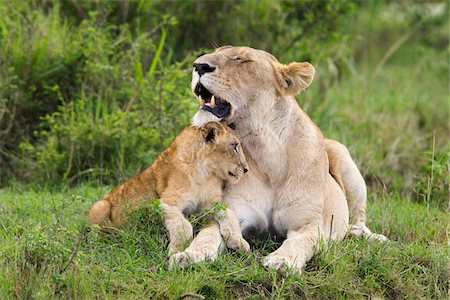 Lion with Cub, Masai Mara National Reserve, Kenya Fotografie stock - Premium Royalty-Free, Codice: 600-03814852