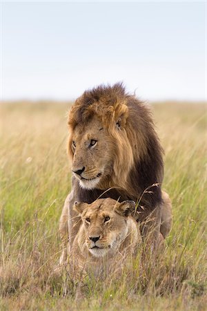 Mating Lions, Masai Mara National Reserve, Kenya Stock Photo - Premium Royalty-Free, Code: 600-03814864