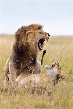 female lion aggressive - Mating Lions, Masai Mara National Reserve, Kenya Stock Photo - Premium Royalty-Free, Code: 600-03814865