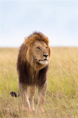 Portrait of Lion, Masai Mara National Reserve, Kenya Stock Photo - Premium Royalty-Free, Code: 600-03814867