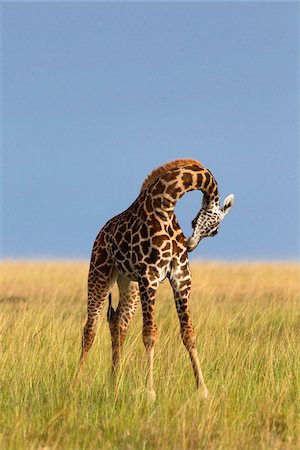 Masai girafe, réserve nationale de Masai Mara, Kenya Photographie de stock - Premium Libres de Droits, Code: 600-03814862