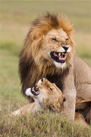 simsearch:600-03814848,k - Mating Lions, Masai Mara National Reserve, Kenya Foto de stock - Royalty Free Premium, Número: 600-03814863