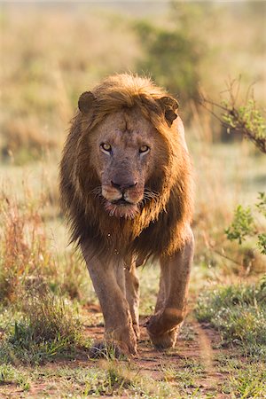 simsearch:600-06752430,k - Male Lion, Masai Mara National Reserve, Kenya Stock Photo - Premium Royalty-Free, Code: 600-03814875
