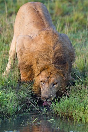 Lion mâle boire, Masai Mara National Reserve, Kenya Photographie de stock - Premium Libres de Droits, Code: 600-03814876