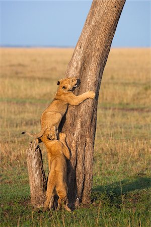 Lion Cubs Climbing Tree, Masai Mara National Reserve, Kenya Stock Photo - Premium Royalty-Free, Code: 600-03814878