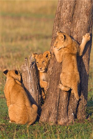 Lion Cubs at Tree Trunk, Masai Mara National Reserve, Kenya Stock Photo - Premium Royalty-Free, Code: 600-03814886