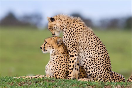 Cheetah with Young, Masai Mara National Reserve, Kenya Stock Photo - Premium Royalty-Free, Code: 600-03814889