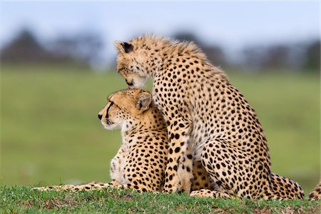 simsearch:600-03907654,k - Cheetah with Young, Masai Mara National Reserve, Kenya Foto de stock - Sin royalties Premium, Código: 600-03814889