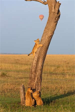Lion Cubs Climbing Tree, Masai Mara National Reserve, Kenya Stock Photo - Premium Royalty-Free, Code: 600-03814880