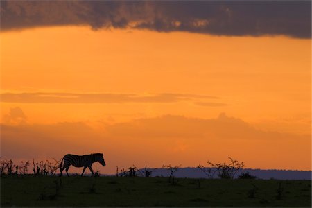 simsearch:878-07591138,k - Silhouette de zèbre de Burchell au coucher du soleil, Masai Mara National Reserve, Kenya Photographie de stock - Premium Libres de Droits, Code: 600-03814883