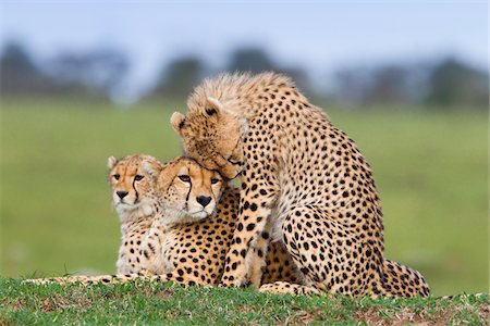 Cheetah with Young, Masai Mara National Reserve, Kenya Stock Photo - Premium Royalty-Free, Code: 600-03814890