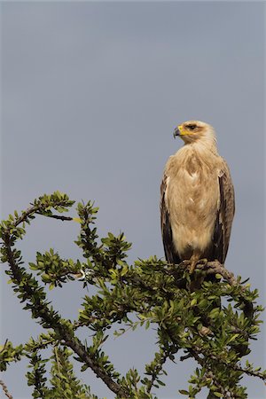 Tawny Eagle, Masai Mara National Reserve, Kenya Foto de stock - Sin royalties Premium, Código: 600-03814892