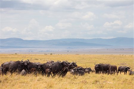 Herd of Cape Buffalo, Masai Mara National Reserve, Kenya Stock Photo - Premium Royalty-Free, Code: 600-03814908