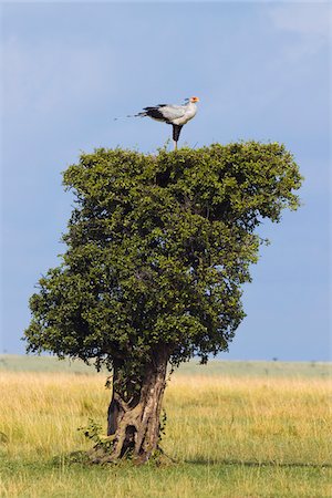 Secrétaire oiseaux qui nichent sur la cime des arbres, Masai Mara National Reserve, Kenya Photographie de stock - Premium Libres de Droits, Code: 600-03814902