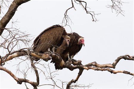 Hooded Vultures on Tree Branch, Masai Mara National Reserve, Kenya Stock Photo - Premium Royalty-Free, Code: 600-03814916