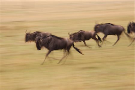 simsearch:600-06645562,k - Bleu en cours d'exécution, de gnous Masai Mara National Reserve, Kenya Photographie de stock - Premium Libres de Droits, Code: 600-03814910