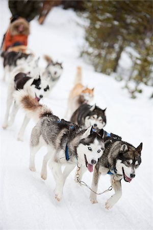 simsearch:600-03865217,k - Couple Dog Sledding, Frisco, Summit County, Colorado, USA Foto de stock - Sin royalties Premium, Código: 600-03814950