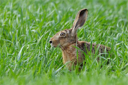 European Brown Hare, Hesse, Germany Foto de stock - Sin royalties Premium, Código: 600-03836181