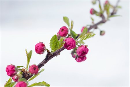 Fleurs de cerisier, Hambourg, Allemagne Photographie de stock - Premium Libres de Droits, Code: 600-03836295