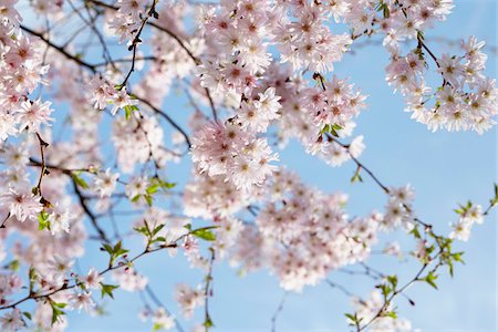 spring tree nobody flower pink sky - Cherry Blossoms, Hamburg, Germany Stock Photo - Premium Royalty-Free, Code: 600-03836291