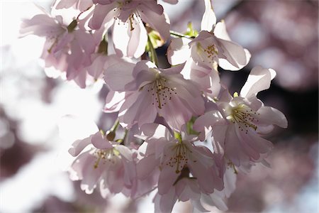 Fleurs de cerisier, Hambourg, Allemagne Photographie de stock - Premium Libres de Droits, Code: 600-03836293