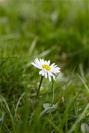single flower - Daisy, Hamburg, Germany Stock Photo - Premium Royalty-Free, Code: 600-03836303