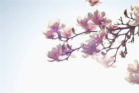 Flowering Magnolia, Hamburg, Germany Foto de stock - Sin royalties Premium, Código: 600-03836317