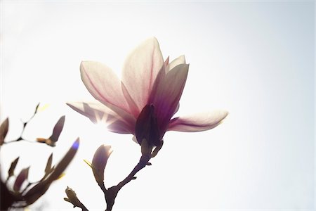 spring season, nobody - Flowering Magnolia, Hamburg, Germany Stock Photo - Premium Royalty-Free, Code: 600-03836319