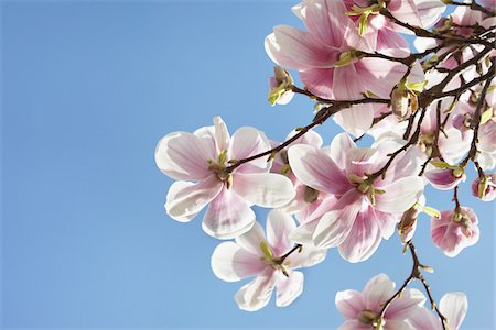 spring tree nobody flower pink sky - Flowering Magnolia, Hamburg, Germany Stock Photo - Premium Royalty-Free, Code: 600-03836312