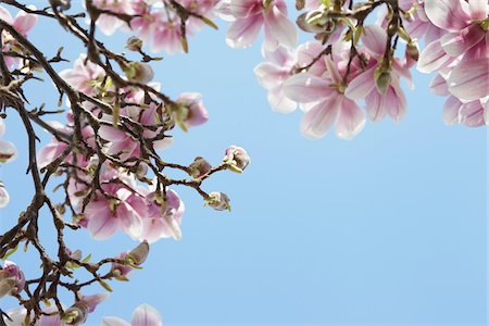 spring flower - Flowering Magnolia, Hamburg, Germany Stock Photo - Premium Royalty-Free, Code: 600-03836313
