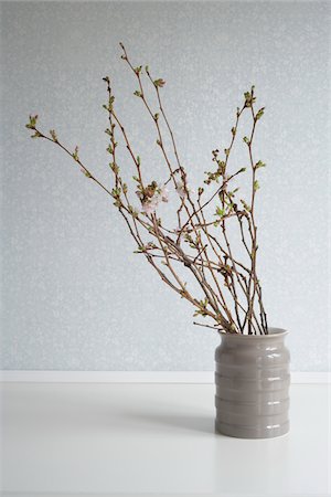 Cherry Blossom Branches en Vase Photographie de stock - Premium Libres de Droits, Code: 600-03836328