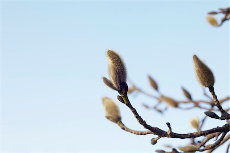 Magnolia Buds, Hamburg, Germany Foto de stock - Sin royalties Premium, Código: 600-03836321