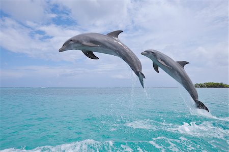 Common Bottlenose Dolphins Jumping in Sea, Roatan, Bay Islands, Honduras Foto de stock - Sin royalties Premium, Código: 600-03849085