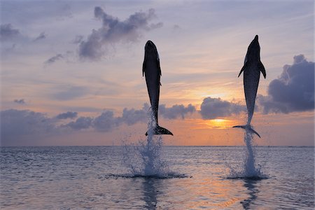 simsearch:600-03849098,k - Common Bottlenose Dolphins Jumping in Sea at Sunset, Roatan, Bay Islands, Honduras Foto de stock - Sin royalties Premium, Código: 600-03849087