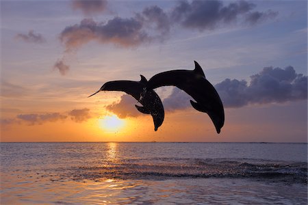 dolphins jumping in the air - Common Bottlenose Dolphins Jumping in Sea at Sunset, Roatan, Bay Islands, Honduras Stock Photo - Premium Royalty-Free, Code: 600-03849088