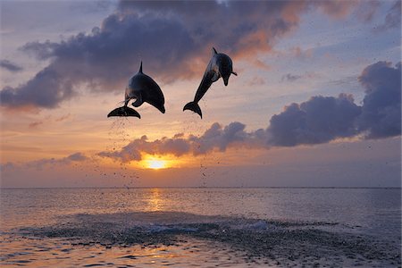 dolphins jumping - Commune grands dauphins sautant dans la mer au coucher du soleil, Roatan, Bay Islands, Honduras Photographie de stock - Premium Libres de Droits, Code: 600-03849089