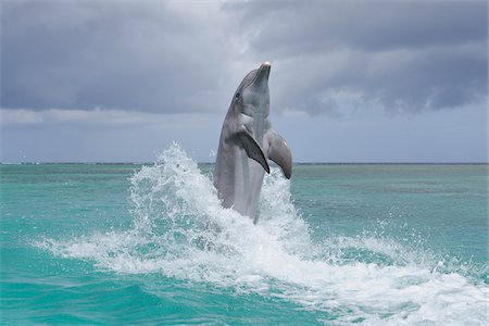 dolphin - Common Bottlenose Dolphin in Sea, Roatan, Bay Islands, Honduras Foto de stock - Sin royalties Premium, Código: 600-03849094