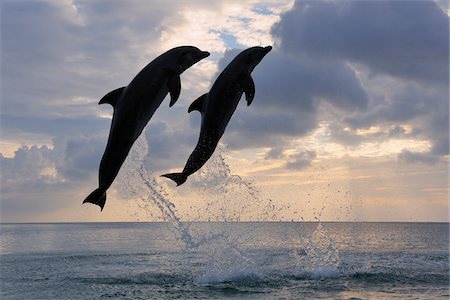 dolphins jumping in the air - Common Bottlenose Dolphins Jumping in Sea at Sunset, Roatan, Bay Islands, Honduras Stock Photo - Premium Royalty-Free, Code: 600-03849096